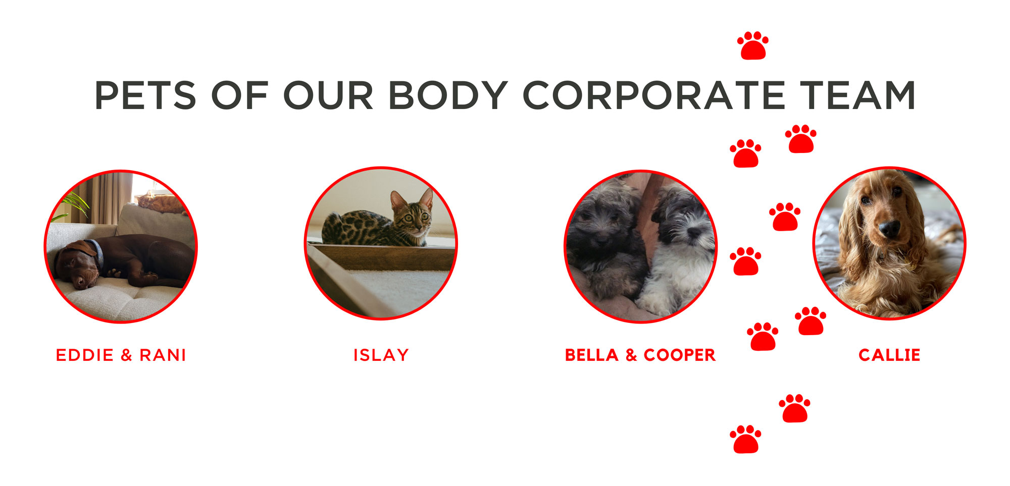 Pets in Body Corporates